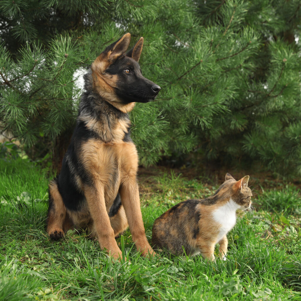 Katze und Hund im Garten